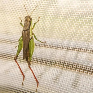 Lưới chắn côn trùng Thái Lan 32 Mesh Lưới chắn côn trùng Thái Lan 32 Mesh